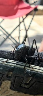 Close-up of insect on metal railing