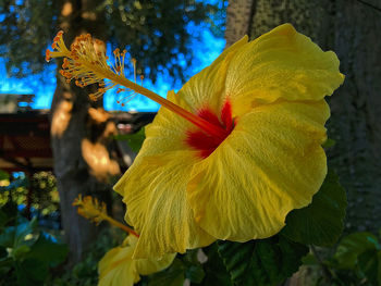 Close-up of yellow flower