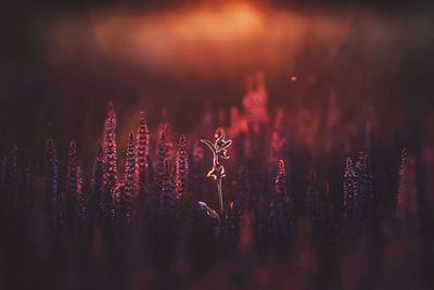 Close-up of red flowering plants on field