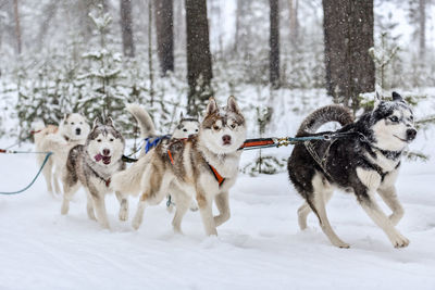 Dogs on snow covered land