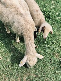 Sheep grazing in a field