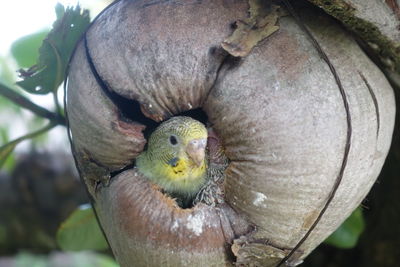 Close-up of parrot perching on tree