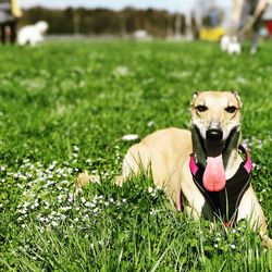 Portrait of dog sticking out tongue on grass