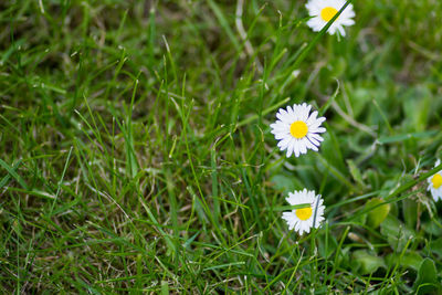 Close-up of flowers blooming on field