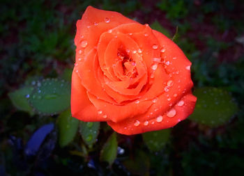 Close-up of wet rose in rainy season