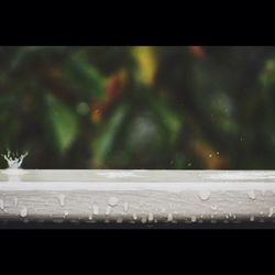 Close up of plant against blurred background