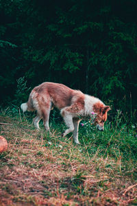 View of a dog walking on field