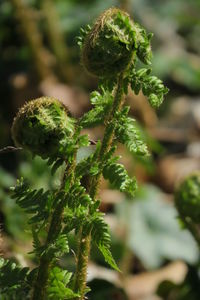 Close-up of fresh green plant