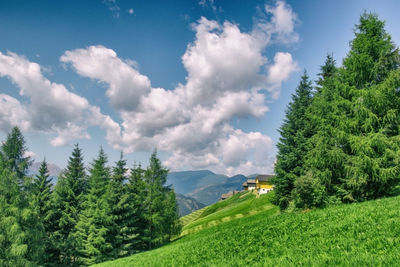 Panoramic view of trees on field against sky