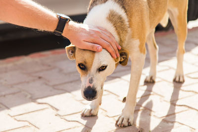 Close-up of hand touching dog on footpath