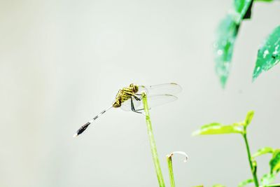 Close-up of damselfly on plant