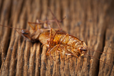 Close-up of insect on wood