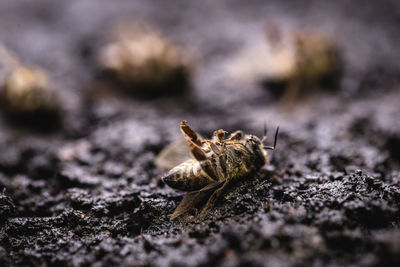 Close-up of spider on rock