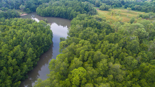 High angle view of trees and plants in forest