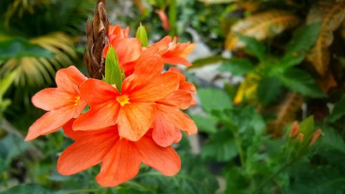 Close-up of red flower