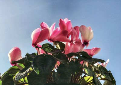 Low angle view of pink flowering cyclamen plant against sky