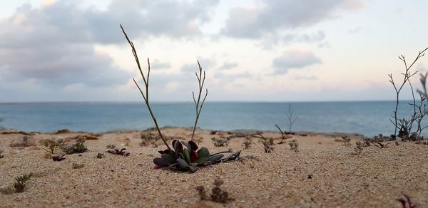 Scenic view of beach against sky