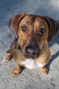 Close-up portrait of dog relaxing outdoors