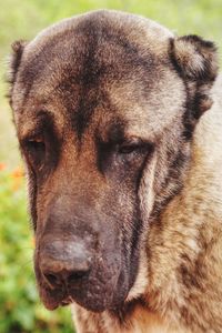 Close-up portrait of dog