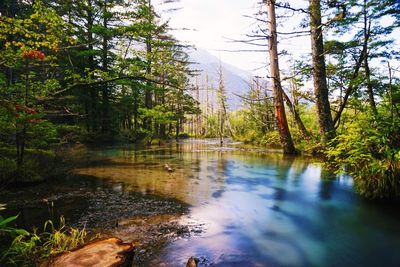 View of river passing through forest