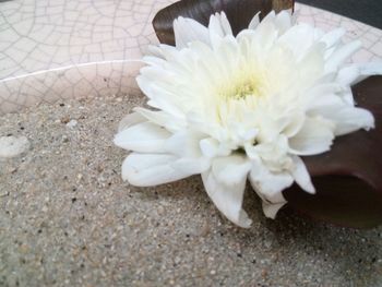 Close-up of white flower