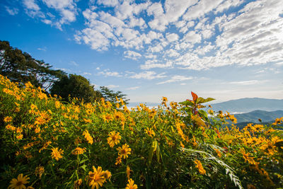 Yellow flowering plants on field against sky