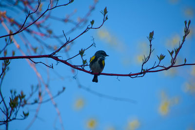 Low angle view of bird perching on branch