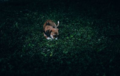 View of a dog on field