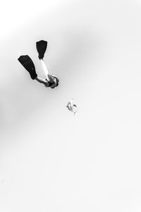 Close-up of birds flying over white background