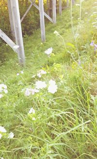 Plants growing on grassy field