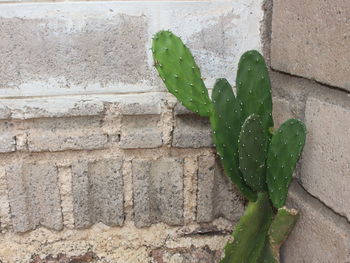 Close-up of succulent plant on wall