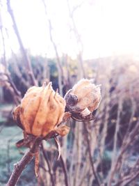 Close-up of plant against blurred background