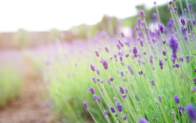 Close-up of purple flowering plant on field