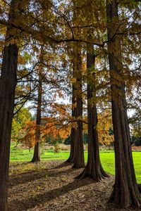 Trees in forest during autumn