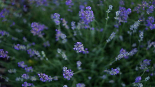 Close-up of purple flowering plants on field