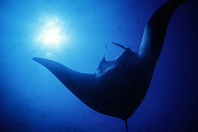 A 16 foot wide manta ray (manta birostris) passes in front of the sun