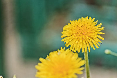 Close-up of yellow flowering plant