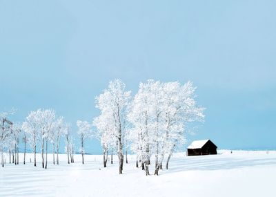 Snow covered trees on field