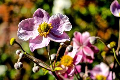 Close-up of pink flower