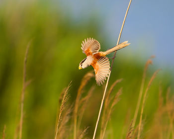 Small bird with spread wings on stick