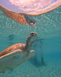 Chelonia mydas, a green sea turtle