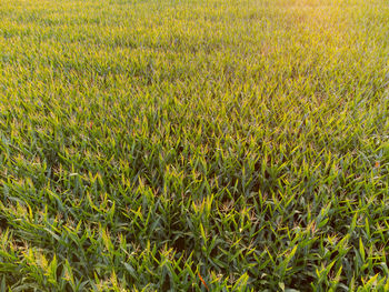 Full frame shot of corn field