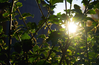 Low angle view of tree against sky