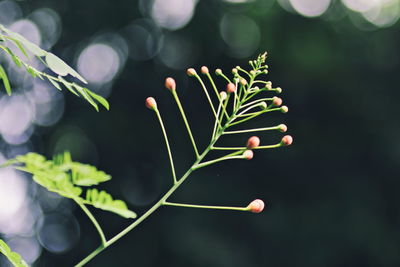 Close-up of fresh green plant