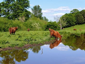 Highland cows in a field