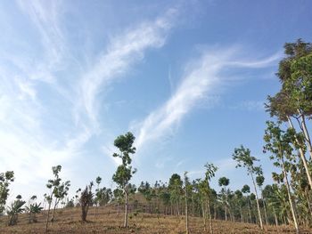 Low angle view of trees on field against sky