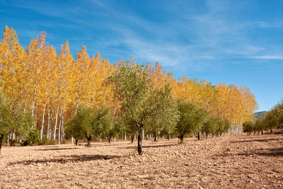 A beautiful forest of poplars and olive trees under a warm blue sky