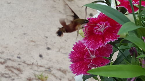 Close-up of bee on flower