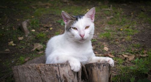 Portrait of cat