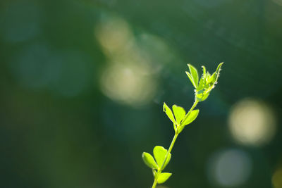 Bokeh of the nature, nature background. sunlight on the grass and growing plants. green colors.